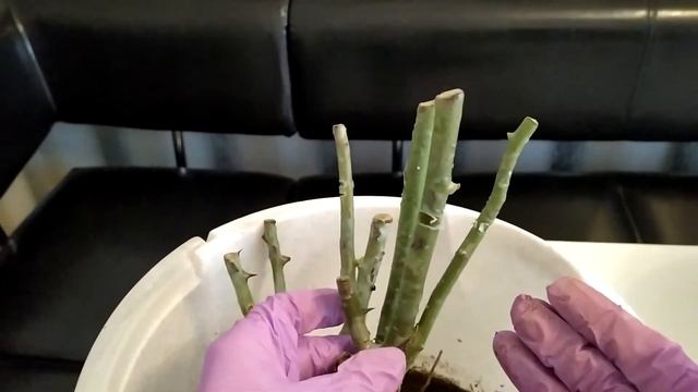 Саженцы роз из коробки. Как определить качество саженцев. #Розы #Саженцы смотреть онлайн
