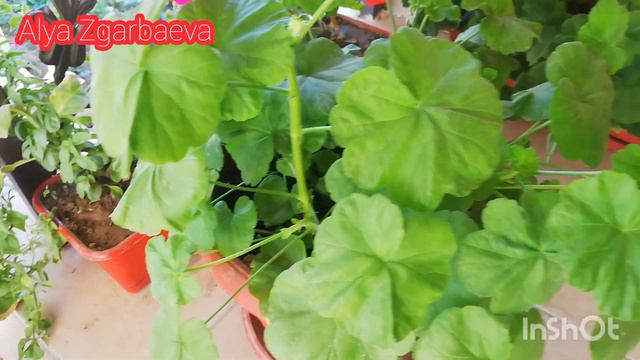 Неге үй гулдеріміз өспейді,гүлдемейді??? Қандай кутім жасаймыз? смотреть онлайн