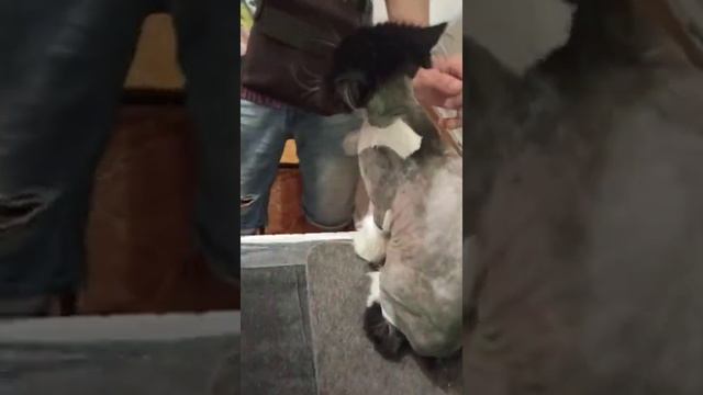 Котик с окрасом как у Феликса избавился от колтунов! /стрижка кошек. смотреть онлайн