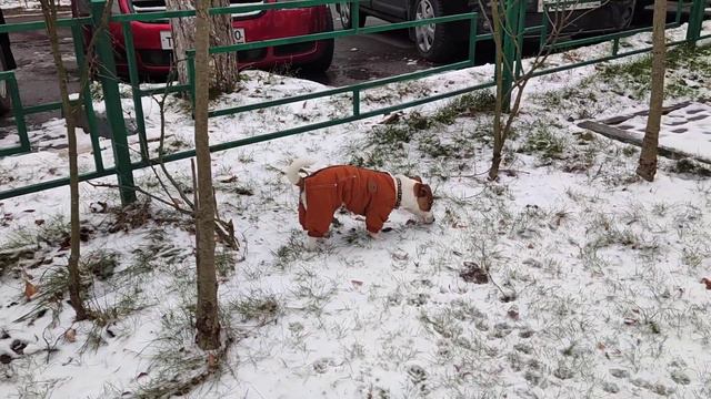 Риччи следопыт. Собака Джек Рассел терьер. смотреть онлайн