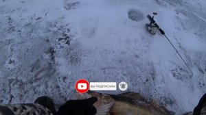 удочка трещит и СУДАК монстр не лезет в лунку! Рекордный СУДАК! ЗИМНЯЯ рыбалка на ВОЛГЕ!