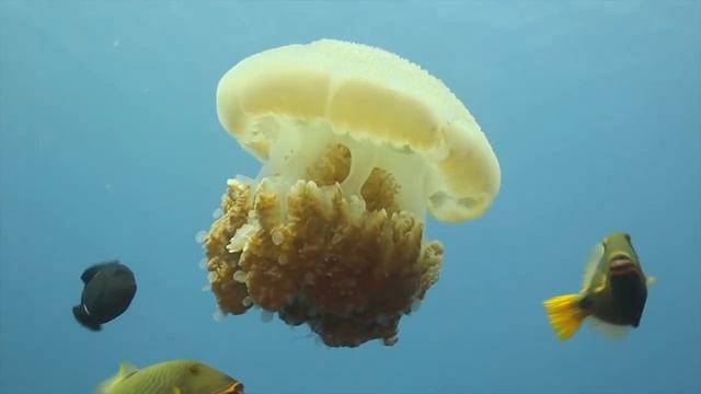 Jellyfish! Learn about Jellyfish by Kids Learning Videos смотреть онлайн