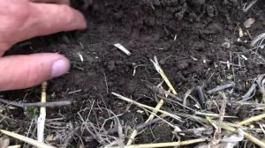 Уборка ячменя 2021с урожайностью10ц,а следом посев подсолнечника.