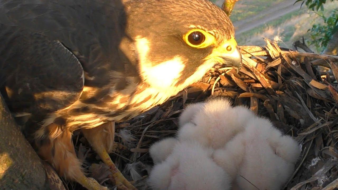 Сокол Чеглок. От яйца до вылета птенцов / Eurasian hobby nesting смотреть онлайн