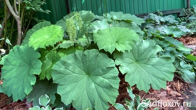 Крупный астильбоидес пластинчатый, в моем саду смотреть онлайн