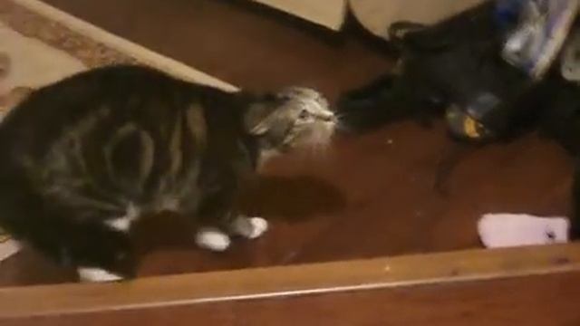 Ты что за зверь? смотреть онлайн