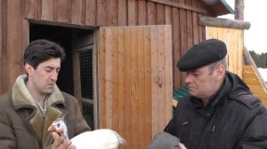 ЦЕСАРКИ / В хозяйстве Березино. Разведение, содержание, корм, уход.