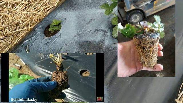 Зубцов. Саженцы клубники. Отзыв.Часть 2. Belklubnika.by.mp4 смотреть онлайн