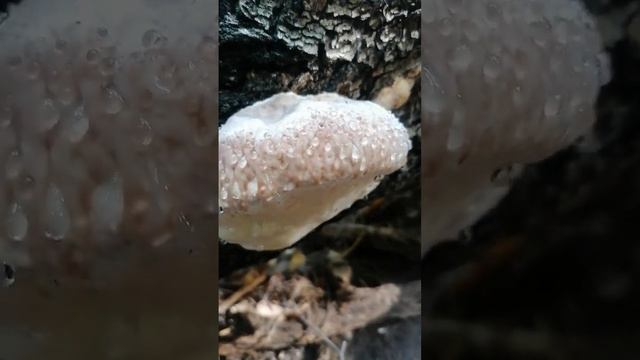Плачущий гриб! Кто знает название? #грибалка #грибы #загрибами #лес смотреть онлайн