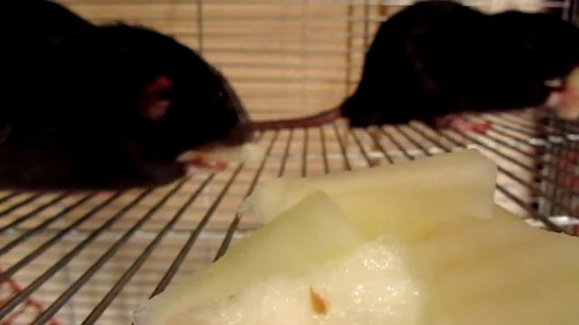 Крысеры получают дыню смотреть онлайн