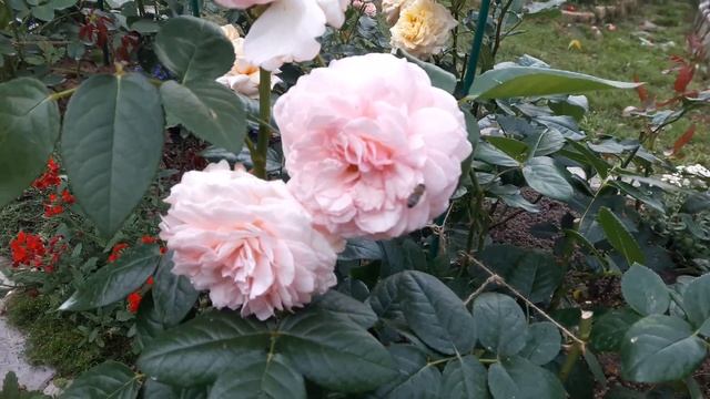 7 августа 2022. Сад перед грозой. ?☔?Ярославская обл. смотреть онлайн