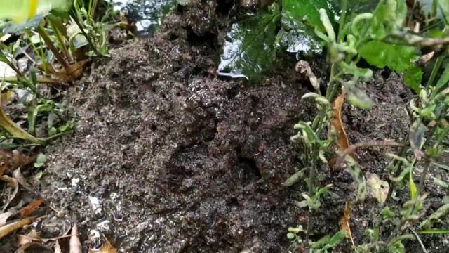 РЕАКЦИЯ МУРАВЬЕВ НА ТАРХУН СМЕШАННЫЙ СО ШВЕПСОМ! ЧТО С НИМИ НЕ ТАК??? смотреть онлайн