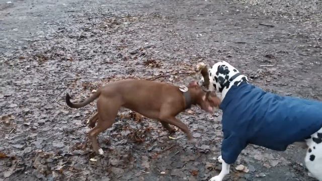 Питбуль против делматинца. Pitbull Gladiator Live смотреть онлайн