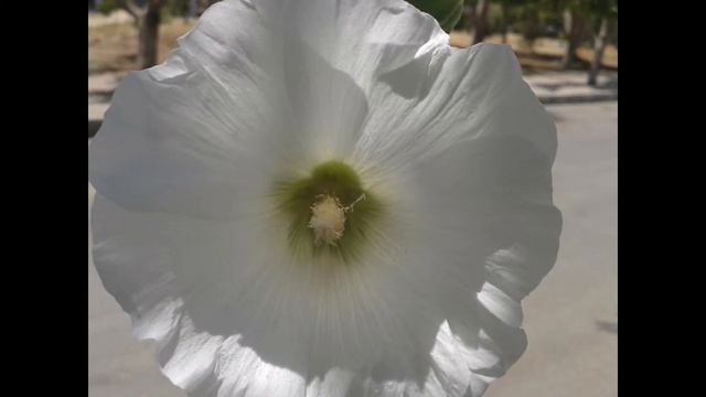 ШТОК-РОЗА, или МАЛЬВА (ALCEA) сем. Мальвовые смотреть онлайн