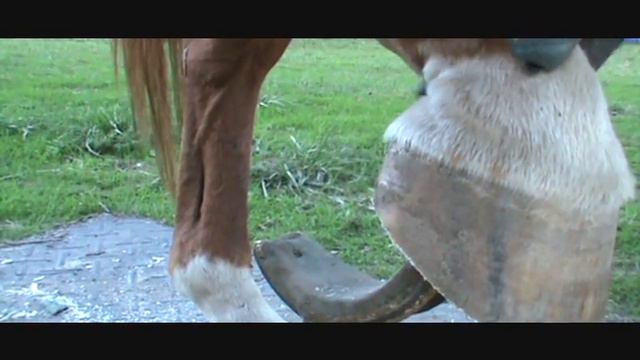 WARNING DO NOT TRIM HEELS LIKE THIS. Hoof Trimming Equine Foot, Part 14