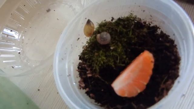 Кладка яиц у родации!! смотреть онлайн