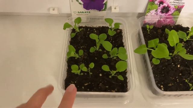 Петуния из семян/ прошёл месяц/ первый опыт смотреть онлайн