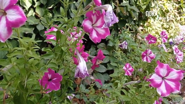 Крымская Колибри - оказалась бабочкой. Насекомые Крыма, которых на материке я не видел. смотреть онлайн