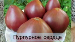 Томаты Гномы!!!