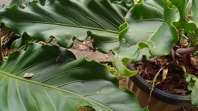 REVIEW HARGA MACAM-MACAM TANAMAN HIAS | TANAMAN HIAS DITERAS DAN HALAMAN