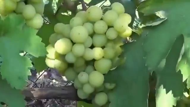 Виноград Алекса Ранняя