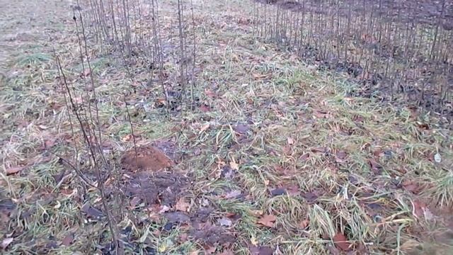 600$ с одной сотки.Питомник саженцев с нуля. смотреть онлайн
