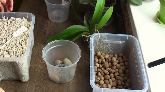 ПЕРЕСАДКА ОРХИДЕИ // корни орхидеи убегают из горшка - почему и что делать? смотреть онлайн