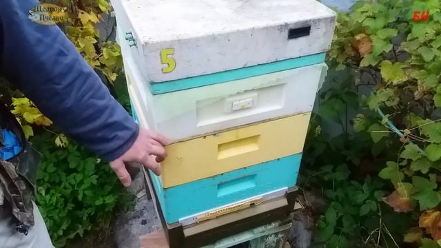 пасека видео зимовка на трех 145 корпусах смотреть онлайн