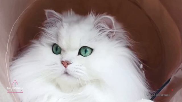 18 Fakta Unik Tentang Kucing || Cat Lovers Wajib Tahu! смотреть онлайн