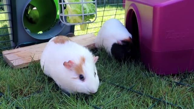 Guinea Pigs Go Outside For First Time in Life смотреть онлайн