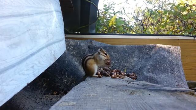 Бурундук запасает желуди на зиму смотреть онлайн