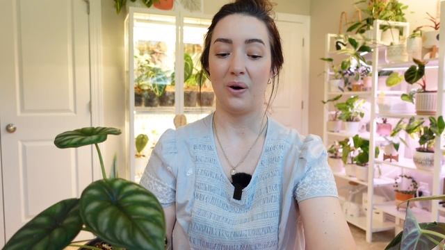 My Complete Alocasia Collection! | How To Care For An Alocasia | Tips And Tricks!