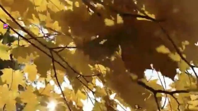 Очень красивая песня 💓 Осень 🍁💓🎙️ Зухра 💝 смотреть онлайн
