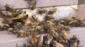 Что нужно сделать чтобы бакфаст не роился.