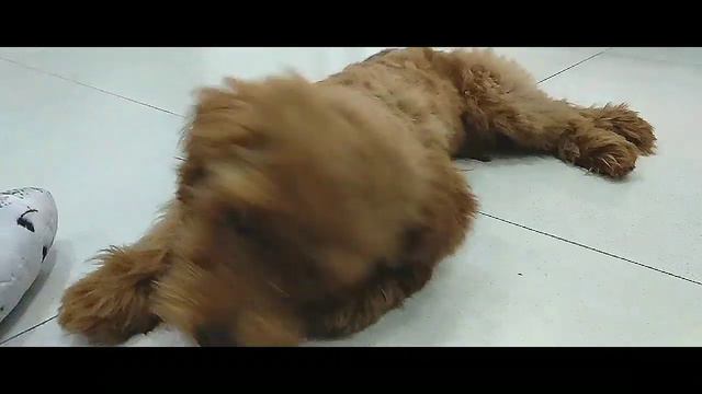 Cute - dog lovers - Bon bon the toy poodle puppy смотреть онлайн