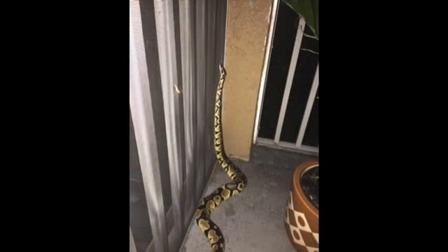 Lilith the Ball Python memorial смотреть онлайн