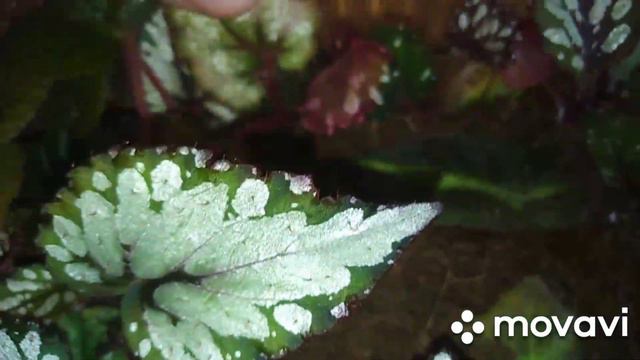 Комнатные растения.Лучше всего бегонии укореняются в ..... смотреть онлайн