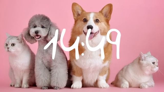 30 Minute Timer Cats and Dogs смотреть онлайн