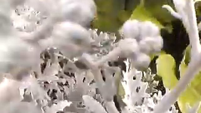 Зацветает цинерария, 8 июля. смотреть онлайн