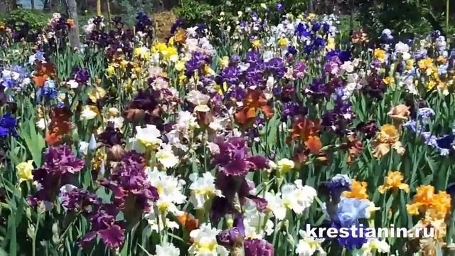 Ирисы смотреть онлайн