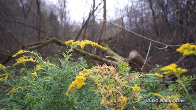 #Дунино #Археологический #заповедник #Прогулка смотреть онлайн