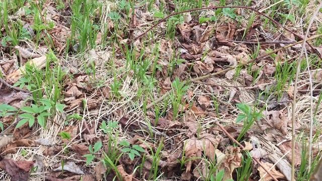 Сбор дикоросов в апреле. Салат из одуванчиков. смотреть онлайн