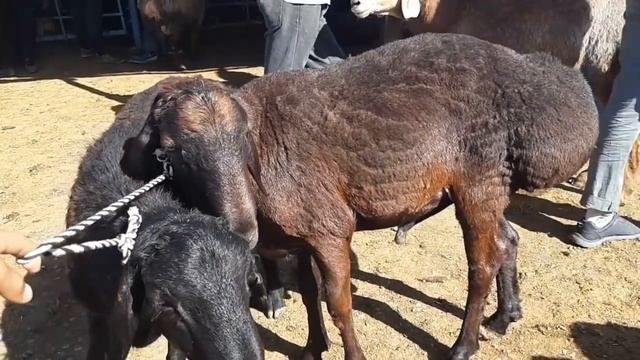 Молбозор Хучанд. Нархи гусфанди Хисори ва баррахо. смотреть онлайн