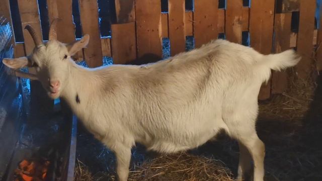 Обзор хозяйства февраль 2021:цесарки, козы, куры. "Мое Подворье" смотреть онлайн