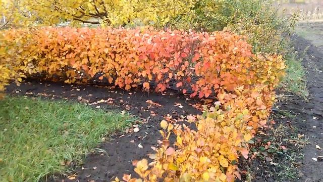 Изгородь из боярышника. Осень. смотреть онлайн