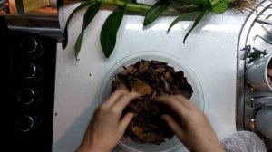 Пересадка и деление дендрофаленопсиса.