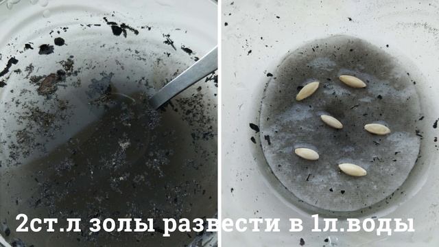 Быстрое проращивание семян смотреть онлайн