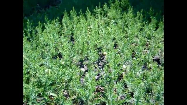 Можжевельник виргинский глаука 3-х летка. Как растет можжевельник? смотреть онлайн