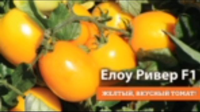 Самый лучший томат в мире 2023 г.! Высокоурожайный,сладкий и вкусный томат ЕЛЛОУ РИВЕР F1! СУПЕР! смотреть онлайн
