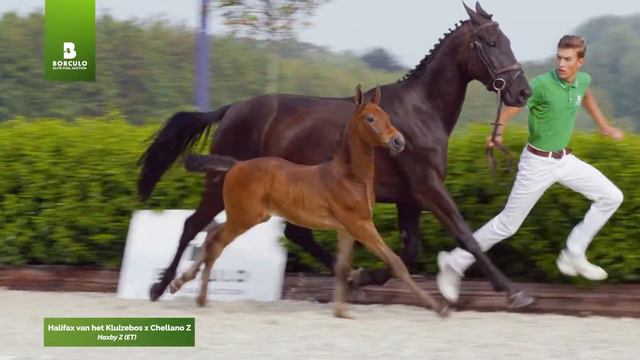 2021 Elite Auction | Haxby Z (Halifax van het Kluizebos x Chellano Z) смотреть онлайн
